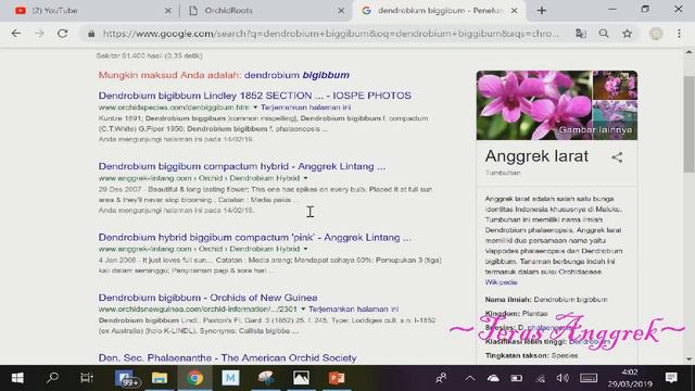 TIPS SEMAKIN MENGENAL ANGGREK DARI "KTP"/ID-NYA; DENDROBIUM SOPHIE BONNIE смотреть онлайн
