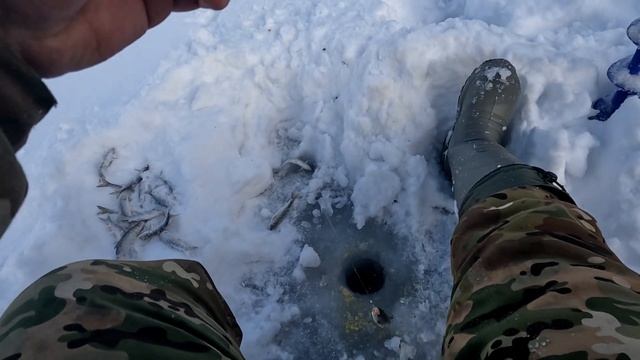 Мощный клёв ельца/ Простая но эффективная прикормка/ Клюет как из пулемета смотреть онлайн