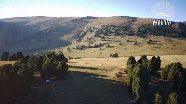 Сбор кедровых веток на кедровый чай.. смотреть онлайн