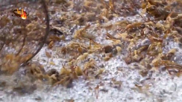 Delicious Cooking Locust Recipe - Deep Fried Crispy Grasshopper with Spicy Chilli in Village