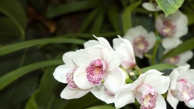 Элегантный букет орхидей смотреть онлайн