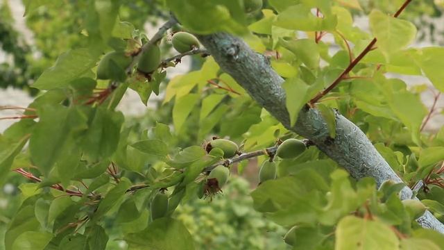калипсо, персик, абрикос, восточная плодожорка смотреть онлайн