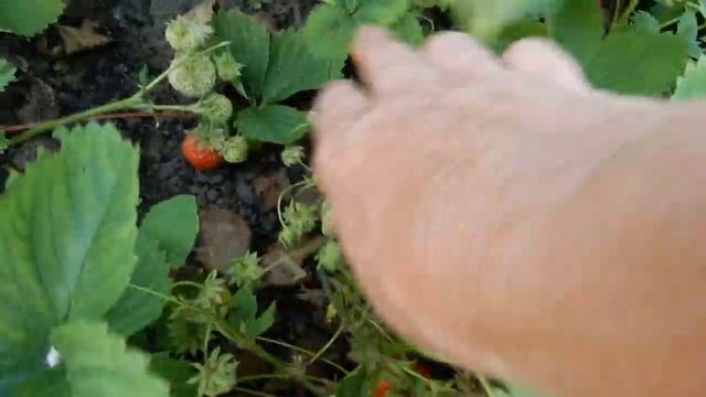 На даче.А по дороге заглянем на цветы.Собираю первую клубнику. смотреть онлайн