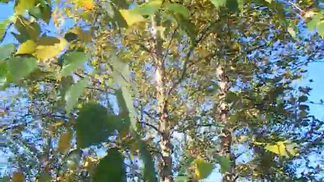 Sap Trees Betula nigra 4.5 metres high multistem смотреть онлайн