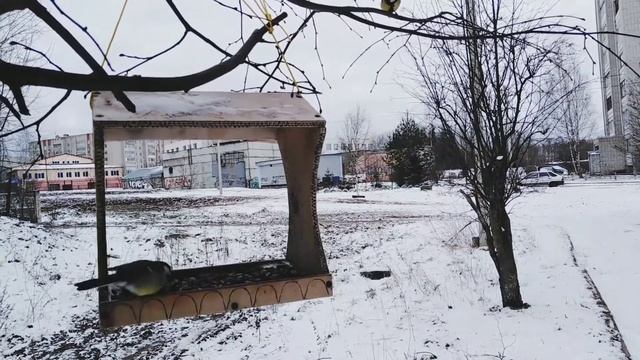 Кормление птиц из кормушки зимой. смотреть онлайн