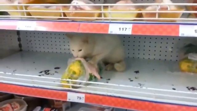 Кошка ворует в магазине смотреть онлайн