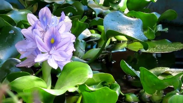 Eichornia gruboogonkowa - Eichhornia crassipes смотреть онлайн