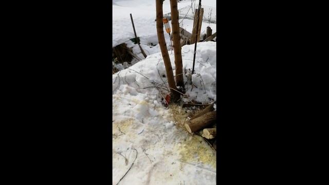 Обрезка белой акации 28 02 21 смотреть онлайн