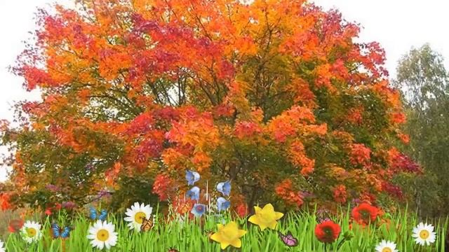 Клен остролистный Фарлейкс Грин ? Обзор: посадка и уход. крупномеры клена: описание и особенности смотреть онлайн