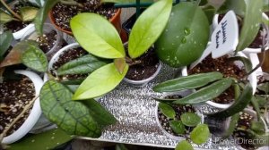 #хойи  Комнатные цветы//Январский обзор хой//Моя коллекция