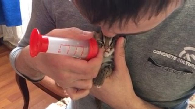 Кормление азиатского леопардового котенка из бутылочки! | Feeding a kitten Bengal cat from a bottle смотреть онлайн