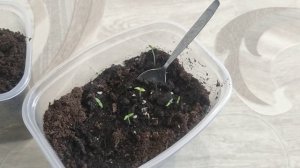 Пикировка физалиса. Выращивание физалиса.