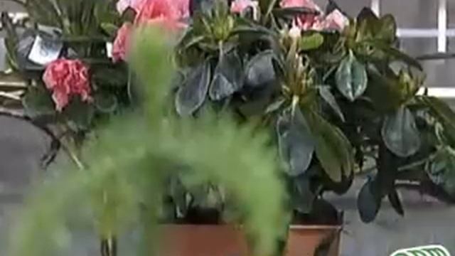 63 Комнатые растения в зимний период