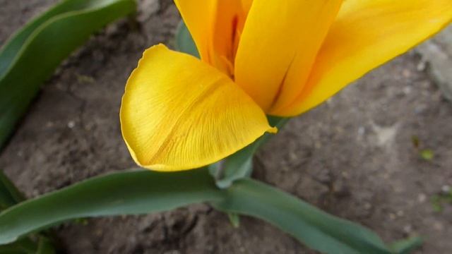 Ранний тюльпан Каумана Hearts Delight. смотреть онлайн