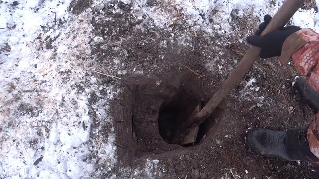 Охота на лису с норной собакой. Самая жесткая лиса этого сезона. Fox hunting with a burrowing dog. смотреть онлайн