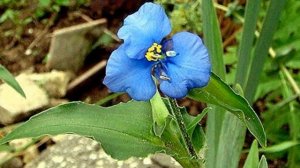 Как вырастить коммелину