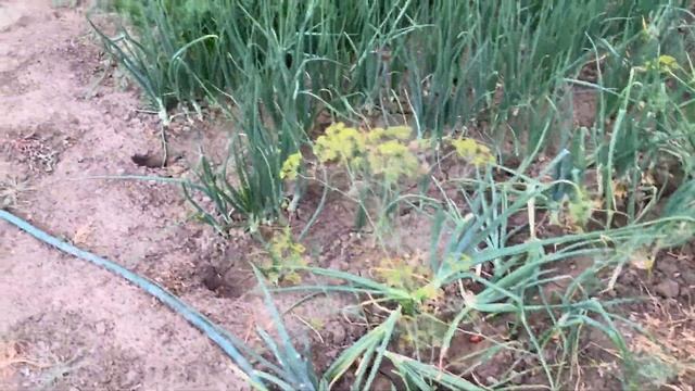 Еду в Саратов, потом в деревню к родителям и снова в путь в Казахстан.Уральск. смотреть онлайн