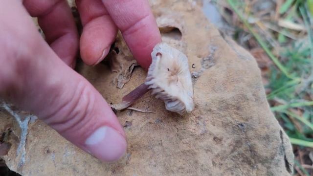 La seta de rábano: Mycena pura смотреть онлайн