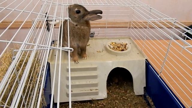 Декоративные кролики - чем кормить | уход и содержание смотреть онлайн