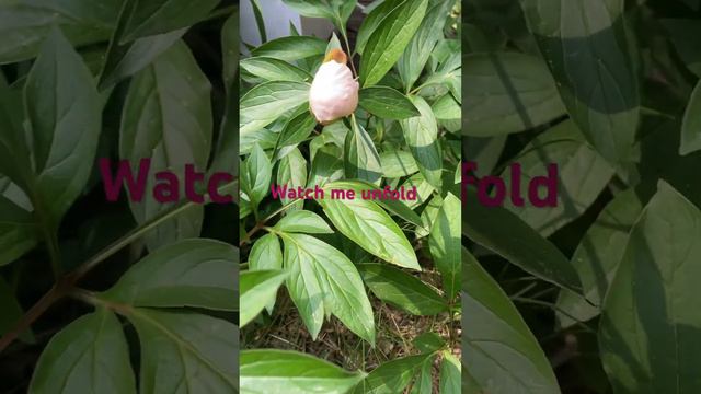 From bud to flower🥰 #flower #growth #garden #godisgood #thankyou #nature #beautiful смотреть онлайн