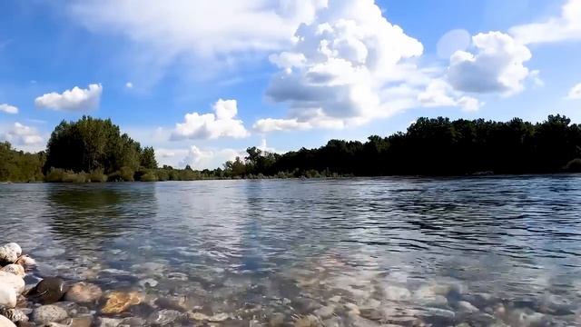 Беременная рысь на последнем издыхании приползла к приюту, она молила о спасении её детей смотреть онлайн