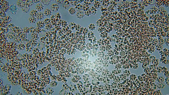 Перерождение вещей