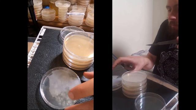 Mushroom Strain Isolation From a Multispore Inoculation смотреть онлайн