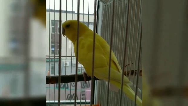 ЧТО МОЖНО ДАВАТЬ ВОЛНИСТОМУ ПОПУГАЮ и ЧТО НЕЛЬЗЯ смотреть онлайн