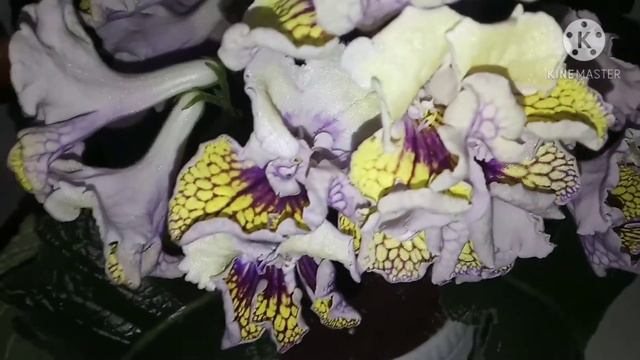 #глоксинии#из#семян смотреть онлайн