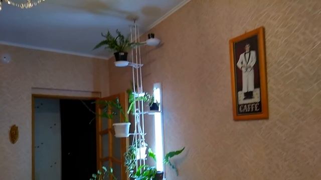 Обзор моих папоротников, после переезда смотреть онлайн