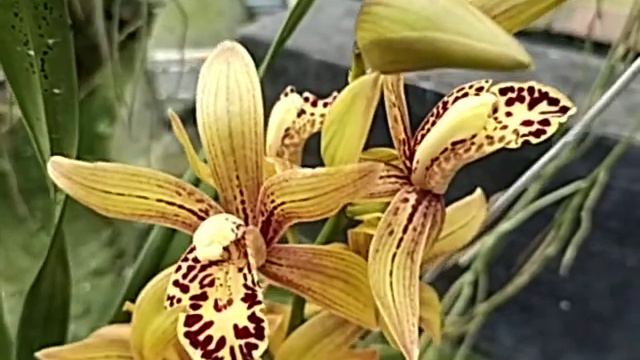 Cymbidium Chen’s Ruby ‘Gold Tiger'