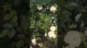 Почвопокровная роза «Зоненширм».Красивая,нежная роза продолжительного цветения.