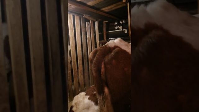 Как узнать стельная корова или нет. смотреть онлайн