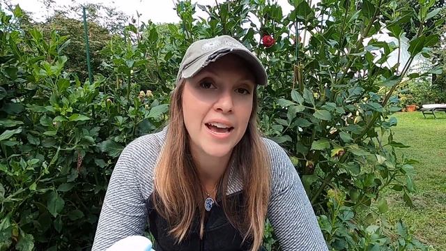 Fall Planting Hardy Annuals // Cool Flowers Deep Dive!!! // Northlawn Flower Farm смотреть онлайн