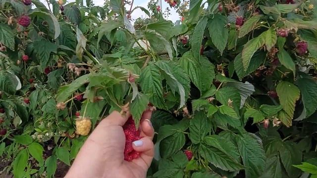 Малина Мапема. Ранний ремонтант смотреть онлайн