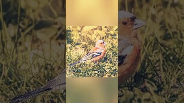 Птицы??? #shorts #birds #bird #птицы #птица #зяблики смотреть онлайн