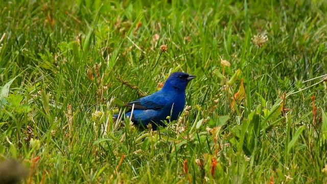 Birding in Montreal 2022. Les oiseaux de Montréal 2022. Nikon Coolpix p950 смотреть онлайн