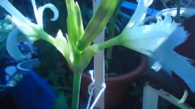 Hymenocallis festalis (ismene) смотреть онлайн