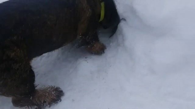 Натаска. Обучение. Жесткошерстная такса. 5 месяцев. смотреть онлайн