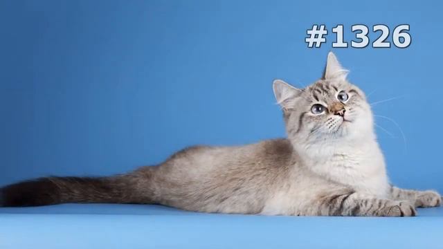 #1326. Коты (В мире животных) смотреть онлайн