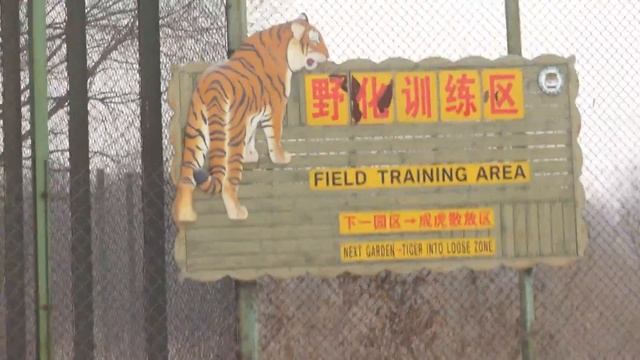 №7.Тигры, Львы, Леопарды. смотреть онлайн