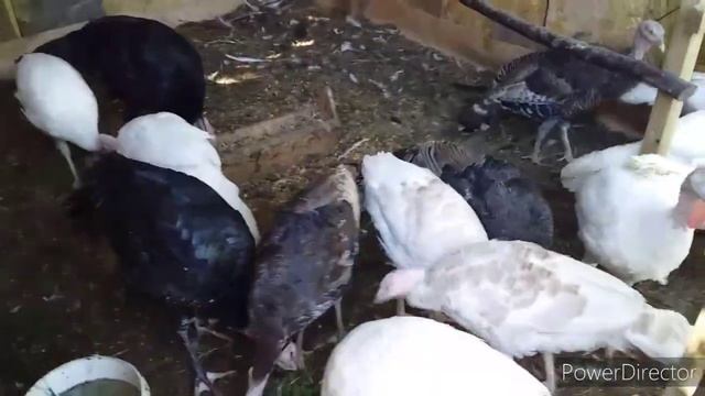 Индюшата!//Чем Кормить и Поить Индюков/Породы Индюков БелаяШирокогрудая,Тихорецкая... смотреть онлайн