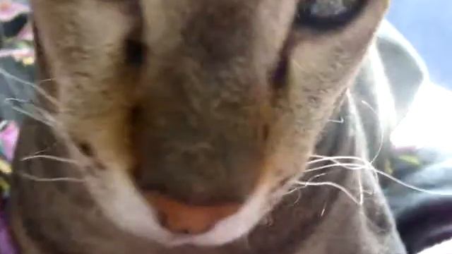 мой кот сфинкс смотреть онлайн