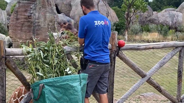 Giraffen-Fütterung im Sommer 2020-Zoo Zürich смотреть онлайн