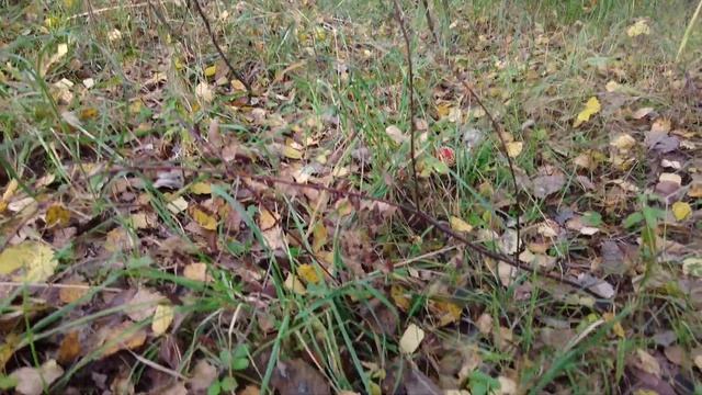 Грибы в сентябре.Еще не все потеряно? смотреть онлайн