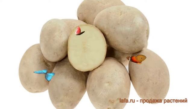 Картофель семенной Удача (udacha) ? Удача обзор: как сажать, семенной картофель картофеля Удача смотреть онлайн