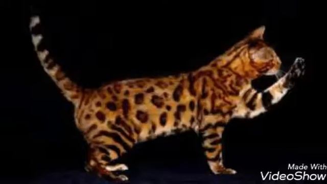 Факты о Бенгальской породе кошек!~ смотреть онлайн