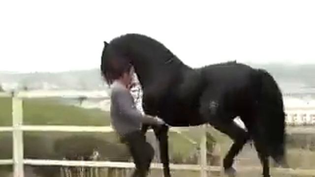Мутассим смотреть онлайн