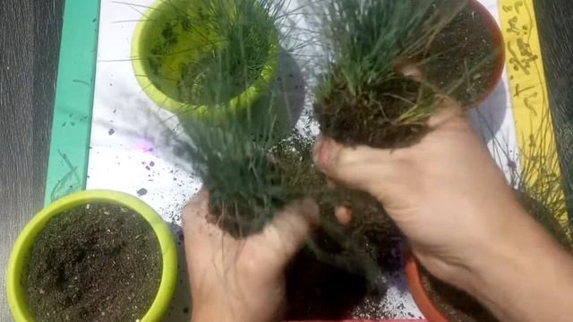 Овсяница ледниковая смотреть онлайн