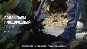 Как посадить кедр? Как правильно посадить кедр на участке?